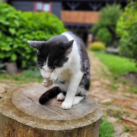 Osada Bura Polana Ujsoły